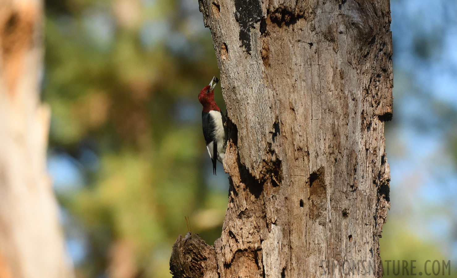 Melanerpes erythrocephalus [400 mm, 1/1600 Sek. bei f / 7.1, ISO 1600]